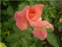 0b3ee11f-Picture 3220.jpg